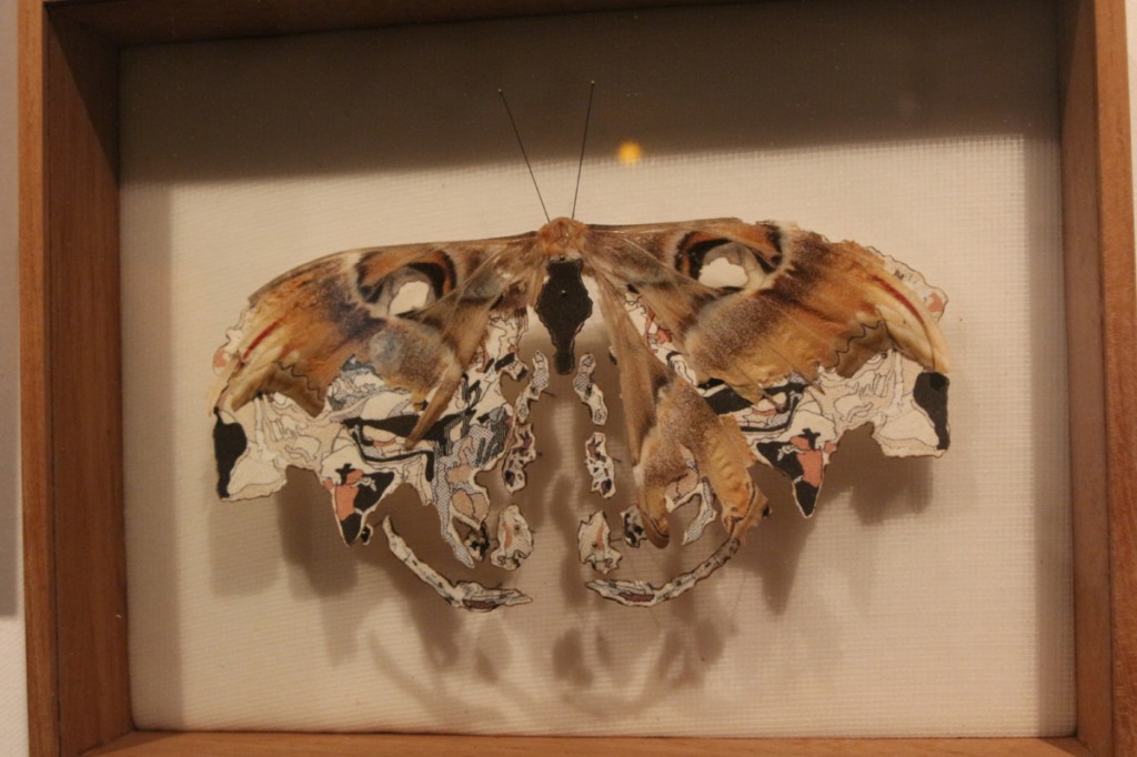Francois-bernard-papillon