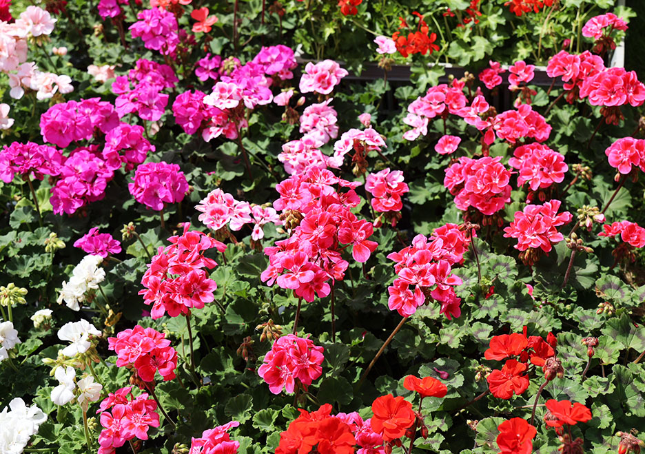 Geranium au festival de la rose